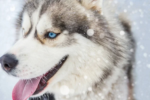 Lobo perro laika husky buscando lado retrato . — Foto de Stock