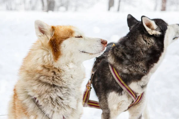 köpekler Sibirya Laika ( Husky )