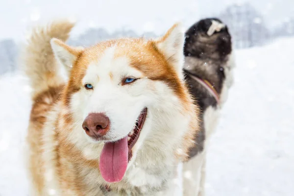 Perros siberianos raza Laika — Foto de Stock