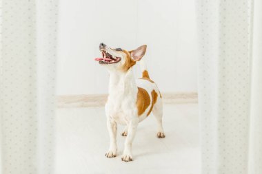 Küçük sevimli gülümseyen mutlu köpek arıyorum. 