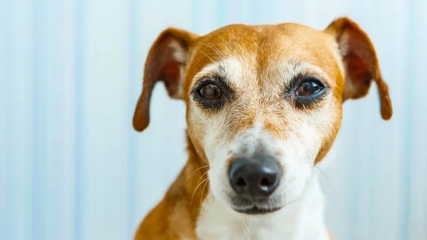 Anjing yang sedih mencari rumah. . — Stok Foto