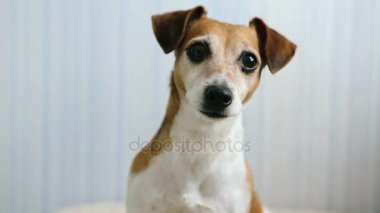 Sevimli köpek Jack Russell Terrier dikkatle dinler
