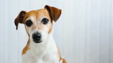 Sevimli köpek Jack Russell Terrier dikkatle dinler ve baş ve yalama sallıyor. 