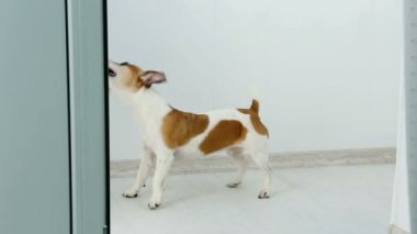 Köpek kriko Rusya korkunç oynuyor. 