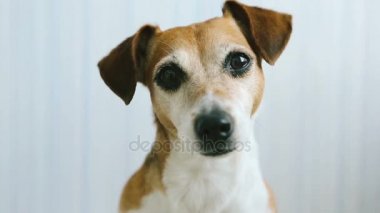 Köpek yakın baş yüz portre seyir. 