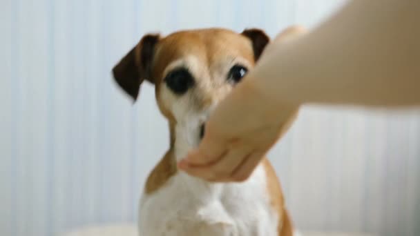 Adorabile animale domestico Jack Russell terrier sguardo ritratto testa . — Video Stock