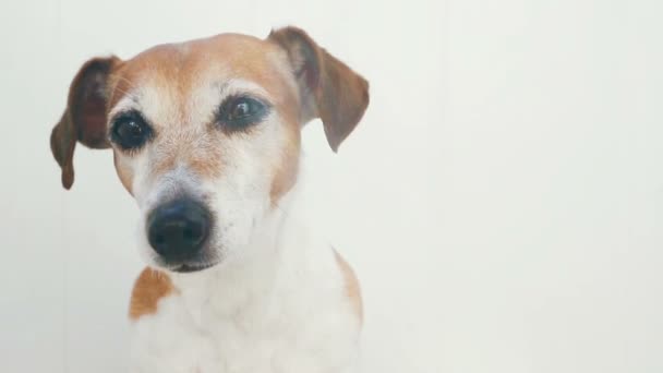 sonniger Sommer Hund Jack Russell Terrier