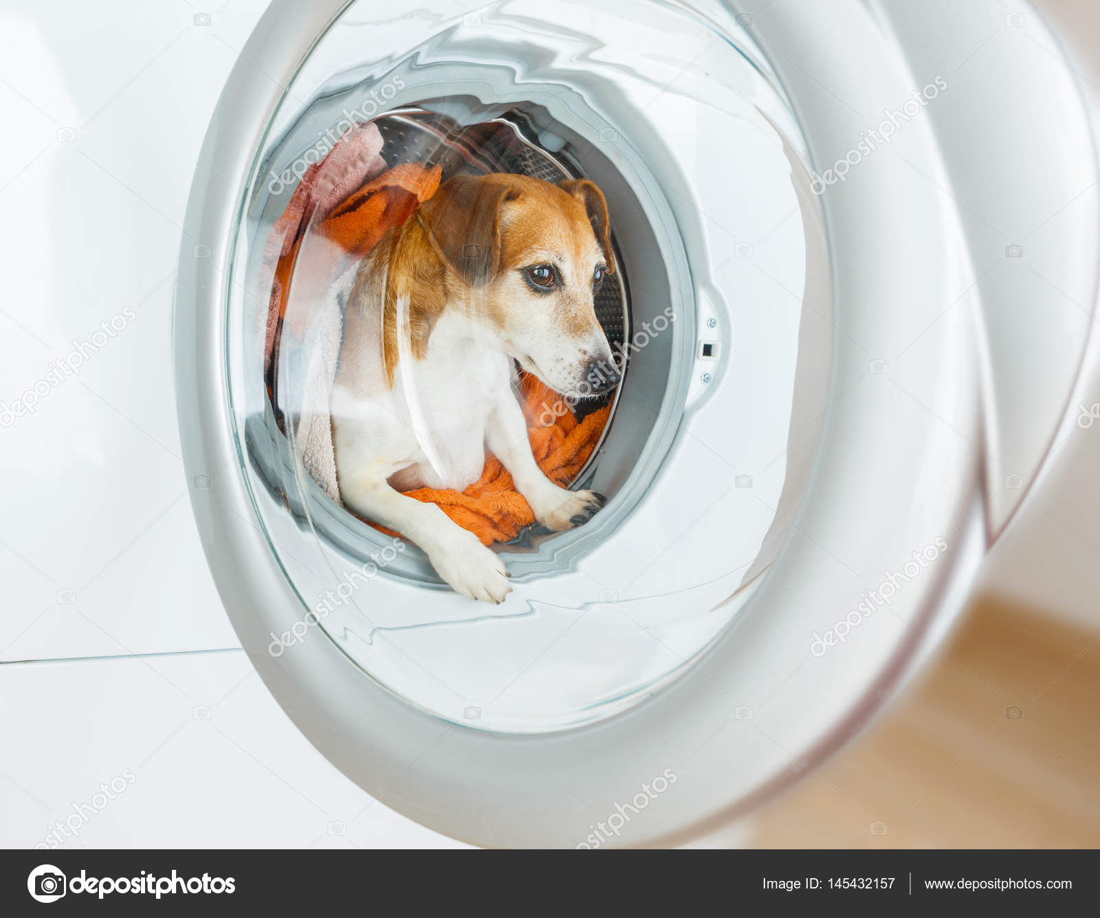 Ein lustiger Hund sitzt in der Waschmaschine. Stockfotografie