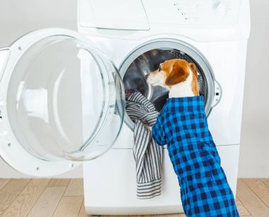 Damalı mavi gömlekli bir köpek çamaşır makinesi duruyor. 