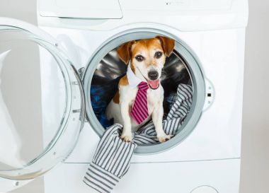 Bizim çamaşır ve Kuru Temizleme evde beslenen hayvan servisini kullanmak için mutlu köpek teklif gülümseyen. 