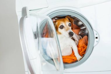 Çamaşır makinesi içinde oturan köpek kriko Rusya korkunç. 
