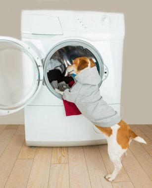 Sevimli küçük köpek giyinmek için çamaşır makinesi. 