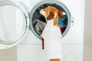 Köpek beyaz t-kısa arka. 