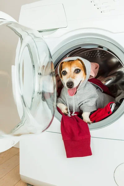 Smiling pup inside washing machine.