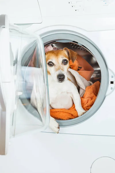 Pequeno cão branco dentro da máquina de lavar roupa . — Fotografia de Stock