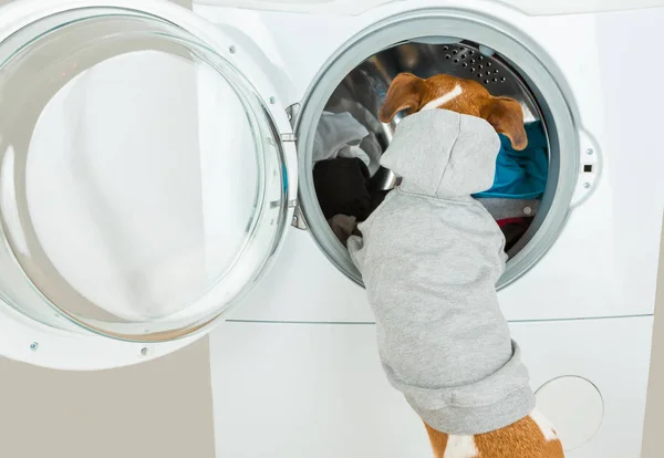 Suéter gris sudadera con capucha perro detrás cerca de la lavadora . — Foto de Stock