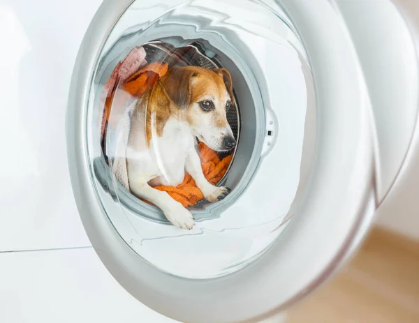 Un perro gracioso está sentado en la lavadora . — Foto de Stock