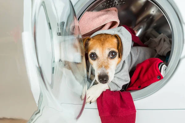 Собака в капюшоне смотрит из стиральной машины . — стоковое фото