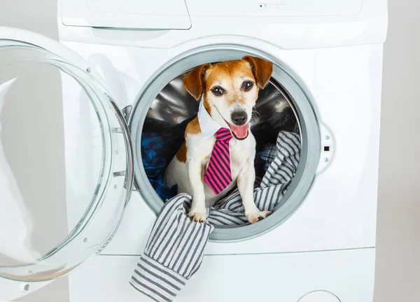 Усміхнений щасливий собака пропонує скористатися нашим пранням і хімчисткою домашніх тварин . — стокове фото