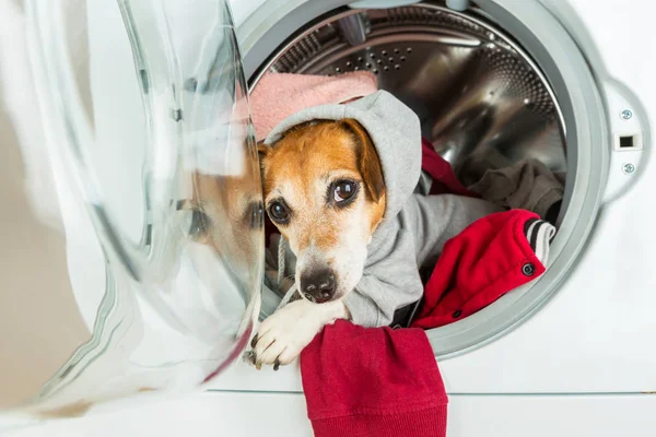 Прохолодний дуловий погляд собаки з пральної машини . — стокове фото