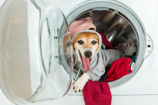 Open mouth screaming talking funny dressed dog lying inside washing machine. — Stock Photo, Image