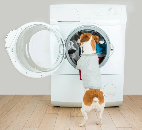 Ajudante de casa pequena. Cão atrás cinza t-curto . — Fotografia de Stock