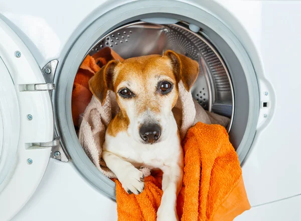 Um focinho de cão olhou para fora da máquina de lavar roupa . — Fotografia de Stock