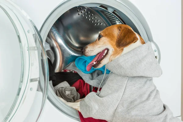 Умная собака со спортивным серым капюшоном положила одежду в стиральную машину . — стоковое фото