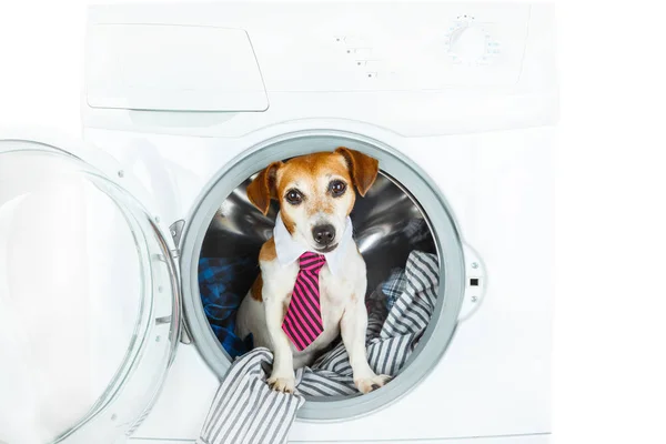 Melhor serviço de lavanderia e limpeza a seco pet . — Fotografia de Stock