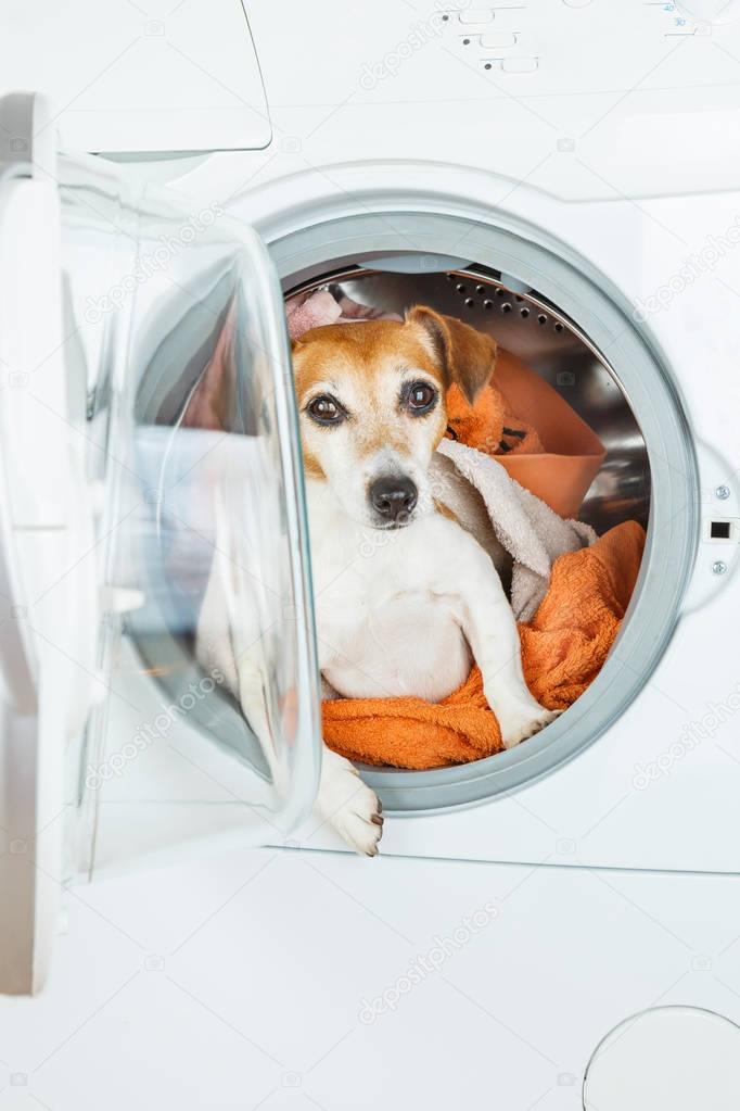 Fun Laundry and dry cleaning service ad poster