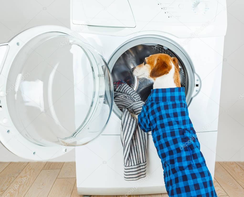 A dog in a checkered blue shirt is standing near the washing machine. 