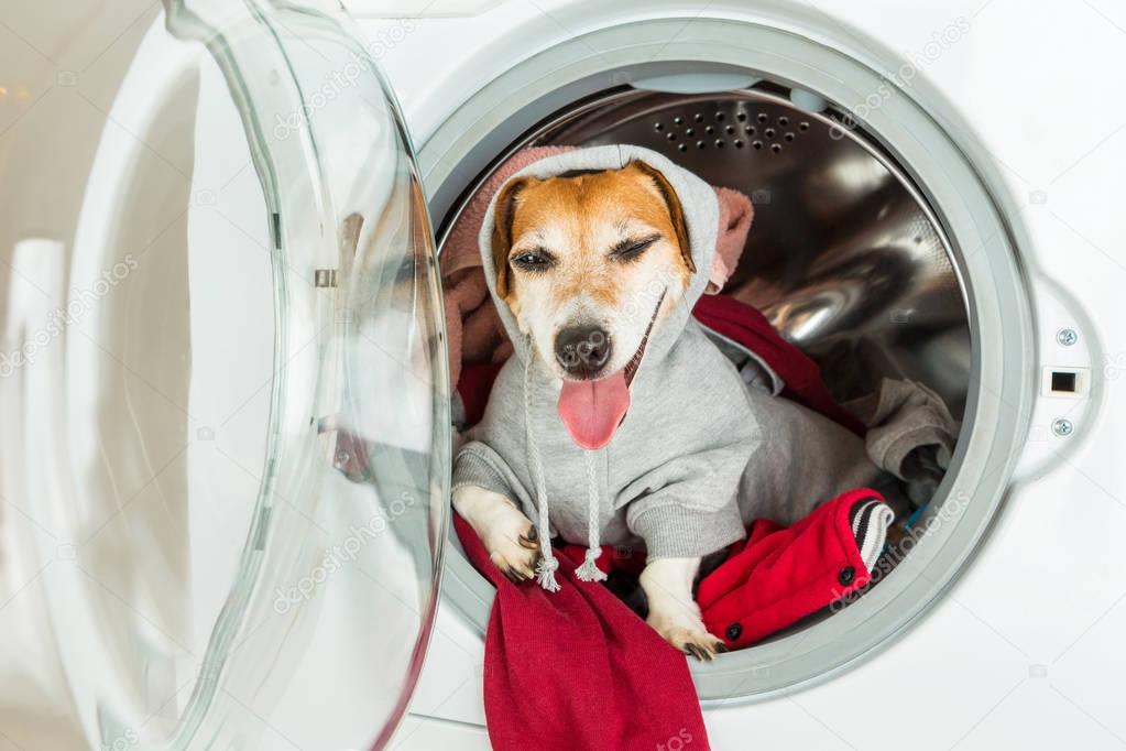 Funny happy relaxed dog in grey hoodie lying in washing machine. Small helper