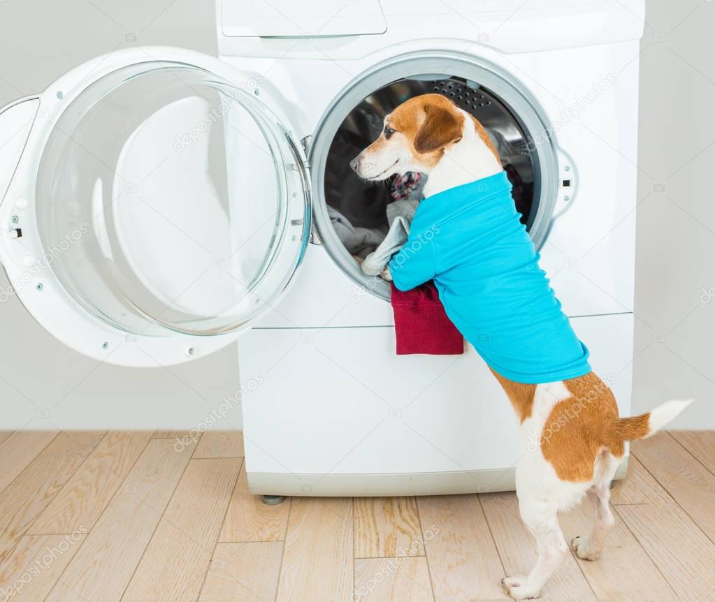 Helping with housework. Best Laundry and dry cleaning pet service.  Funny ad for your business