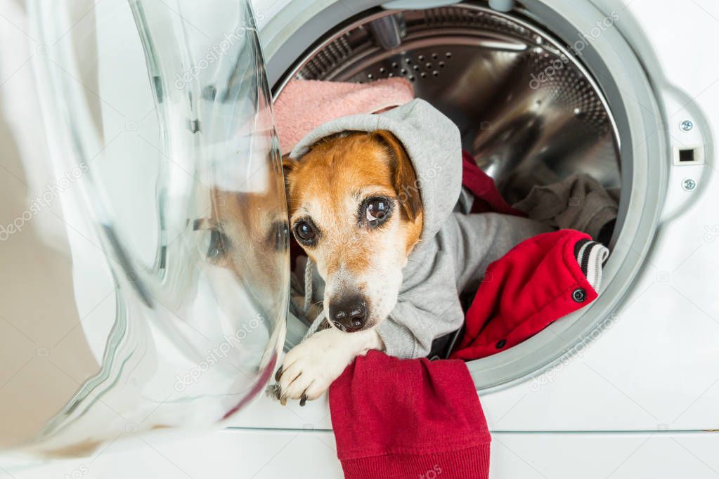 Sport style relaxed weekend work. Laundry and dry cleaning pet service.