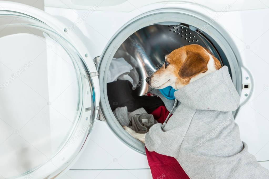 Gray (grey) hoodie sweater dog back closeup put clothes to washing machine. Funny smart pet  Laundry and dry cleaning service. On the back you can place your brand logo image or ad text