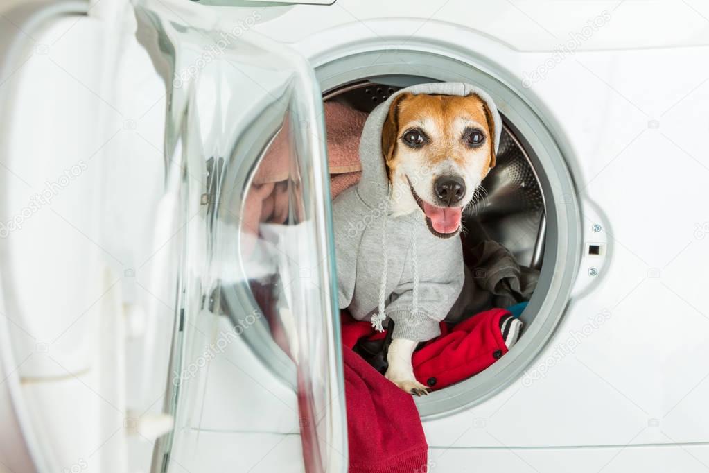 Smiling dog in hoodie grey sport style sweater sitting inside washing machine. 