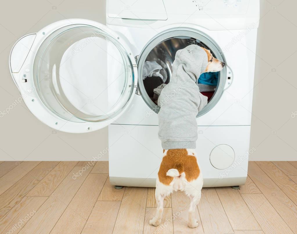 Laundry and dry cleaning pet service.
