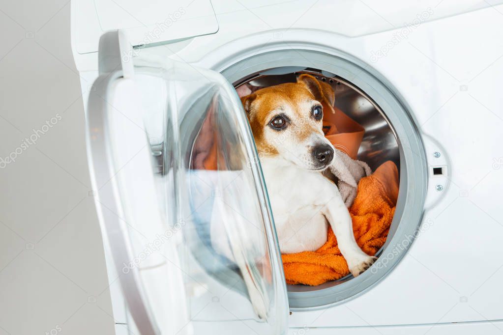 Laundry and dry cleaning pet service. Funny ad for your business