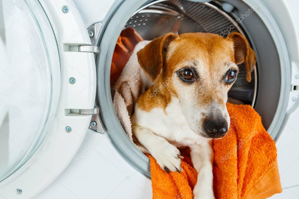 Laundry and dry cleaning pet service.  Funny ad for your business