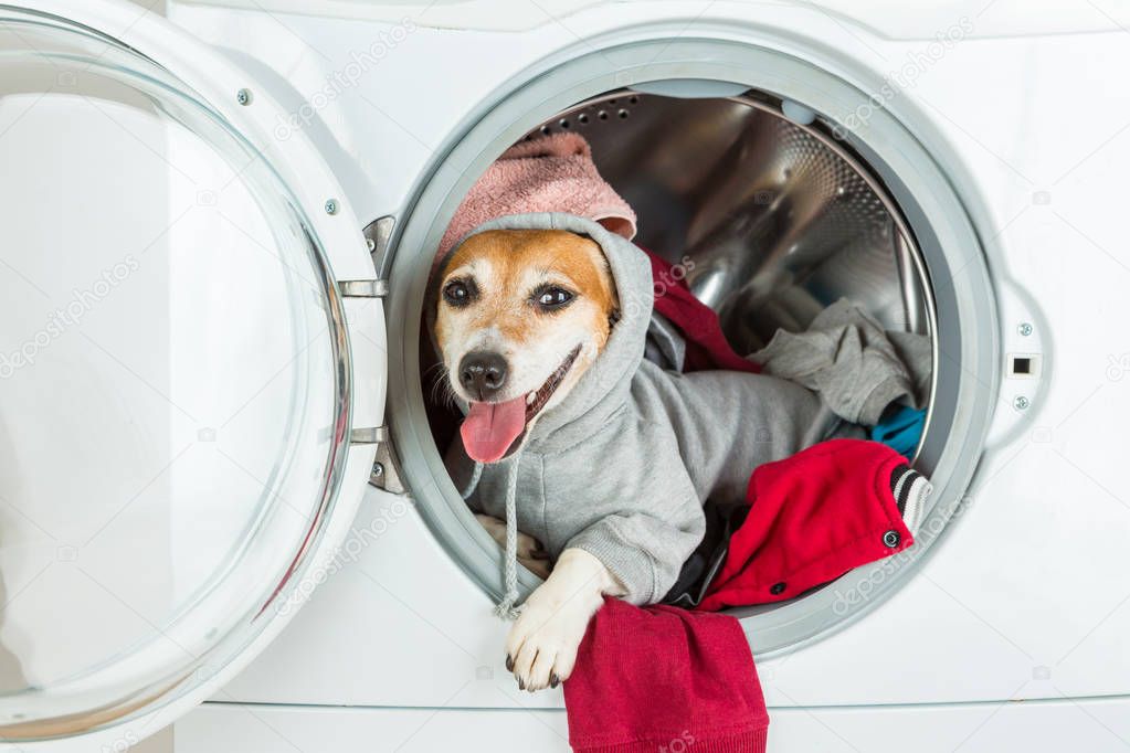 Dog in grey hood looking. Laundry and dry cleaning pet service.