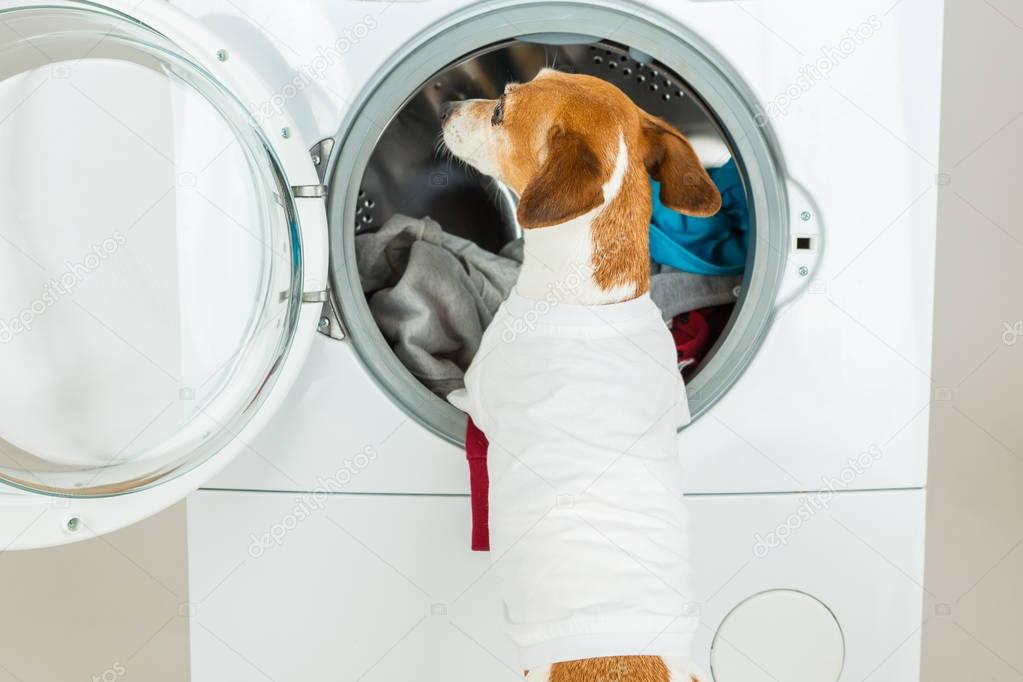 Dog in white t-short back. 