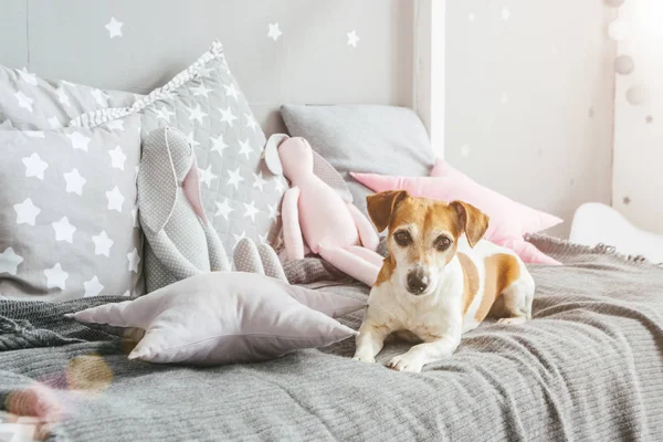 Piccolo cane da compagnia Jack Russell terrier sdraiato sul letto — Foto Stock