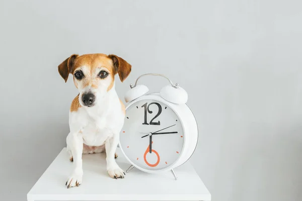 Dog and clock. — Stock Photo, Image