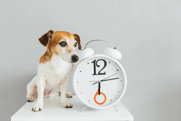 Small cute dog sitting near  white clock — Stock Photo, Image