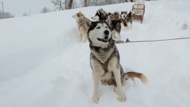 Team arbetande hundar Siberian Husky orolig, — Stockvideo