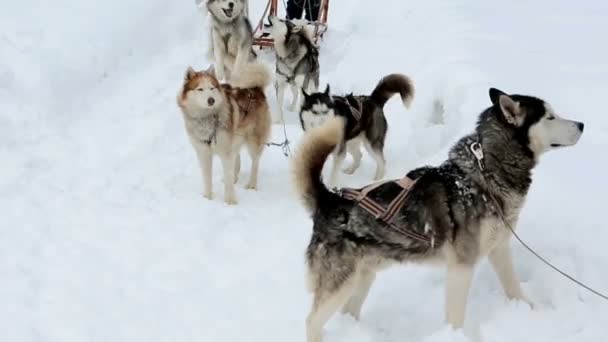 Sled dog sled polar honden pluizig husky staan in de sneeuw. — Stockvideo