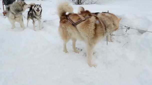 Санные собаки полярные собаки пушистые хаски стоят в ожидании команды . — стоковое видео