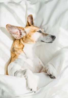 Güneşli sabah uyandırma.