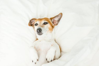 Uykulu komik evde beslenen hayvan beyaz çarşafın altına yalan arıyorsunuz.