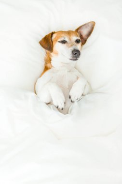 Mutlu gülümseyerek uyuyan küçük köpek. 